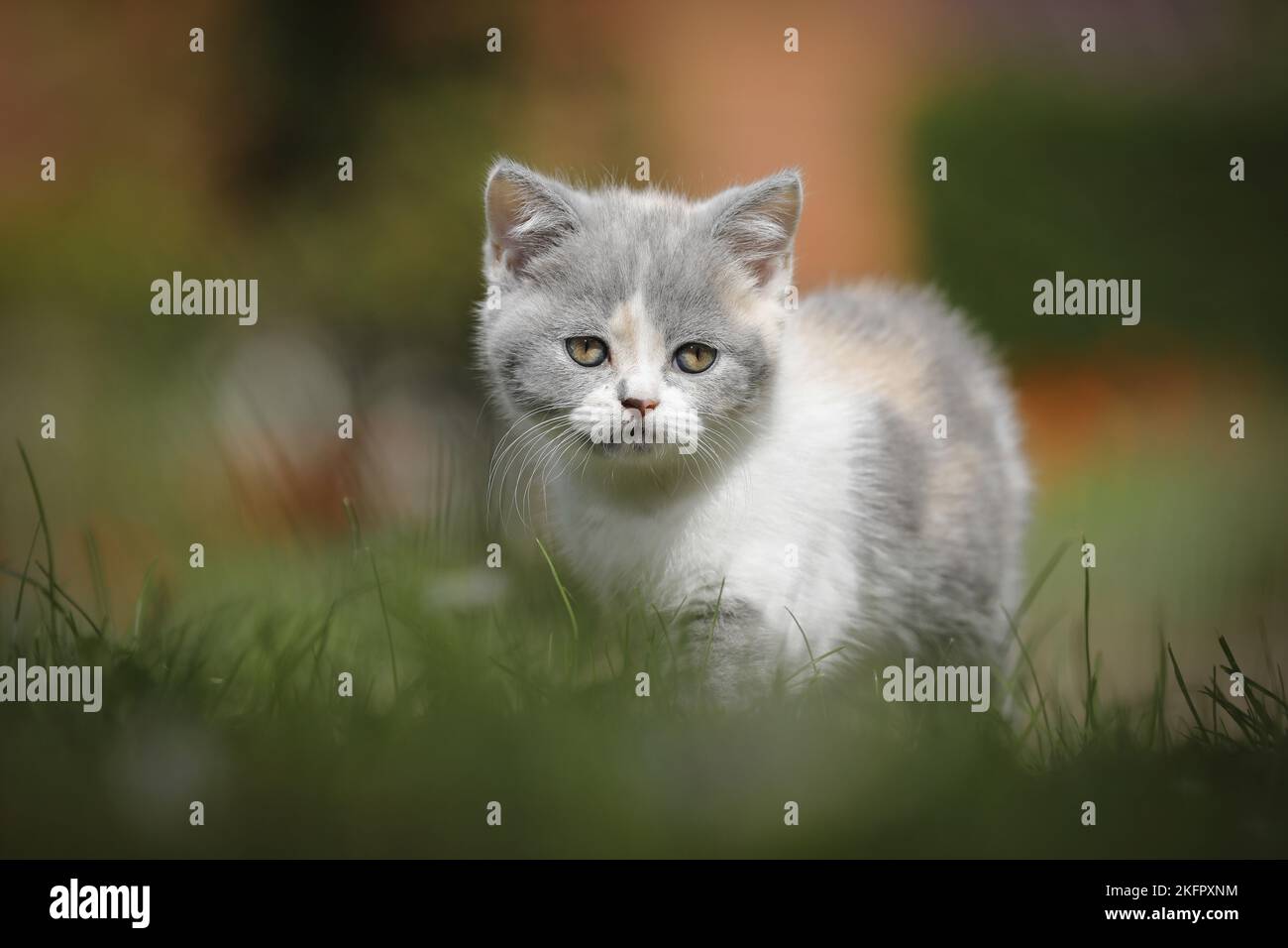 British Shorthair Kitten Stock Photo