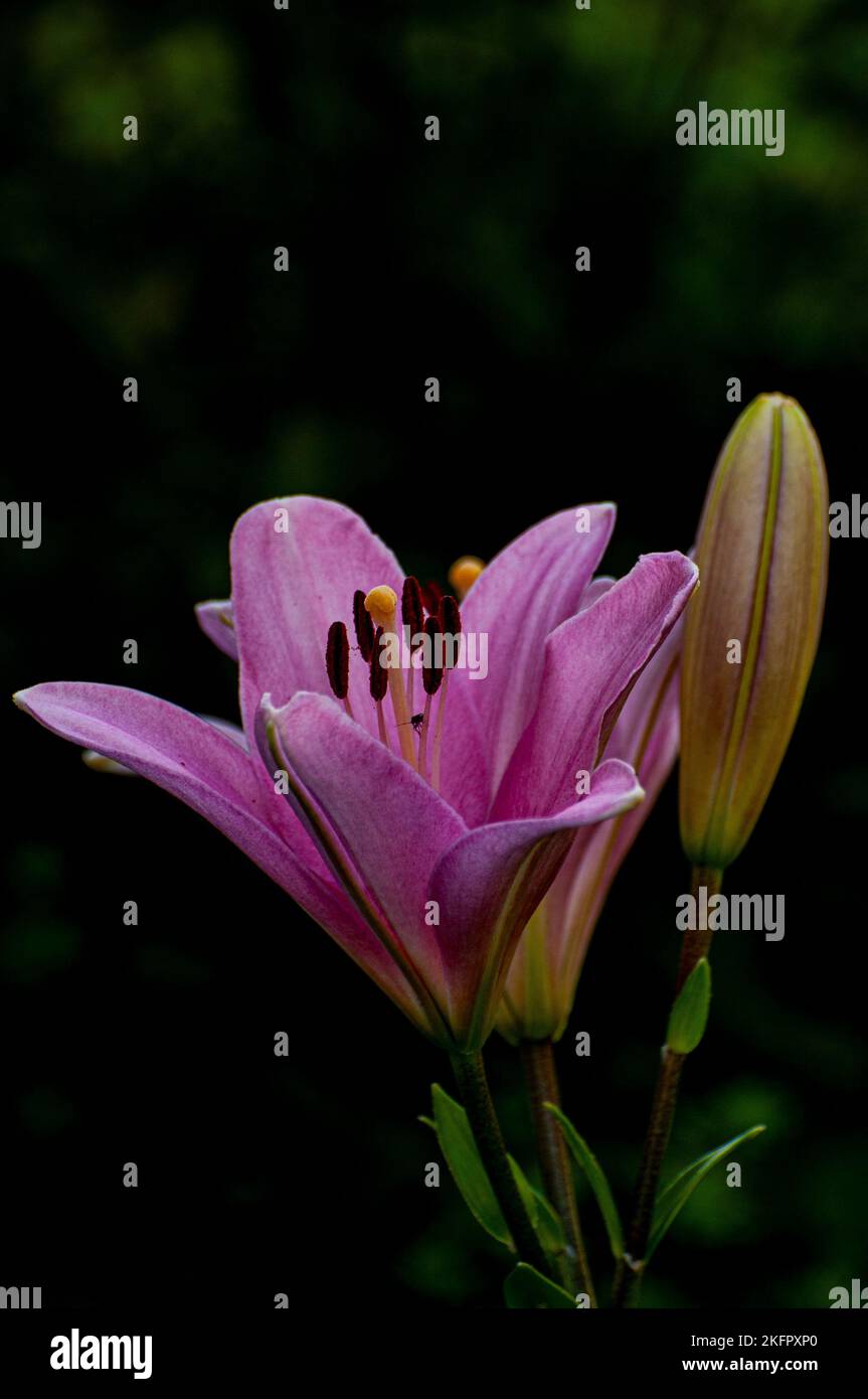 A vertical shot of the Lilium cernuum flower Stock Photo
