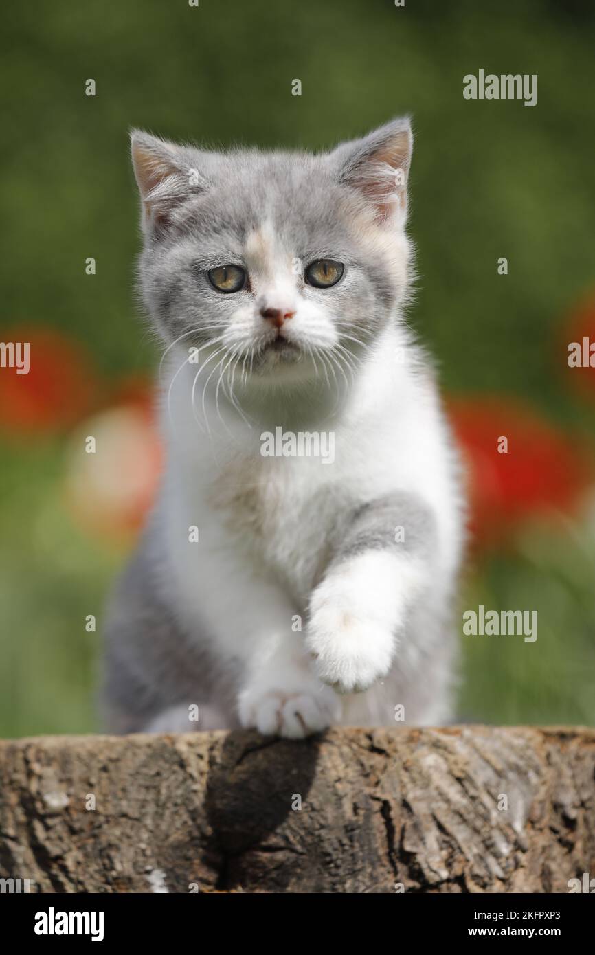 sitting British Shorthair Kitten Stock Photo