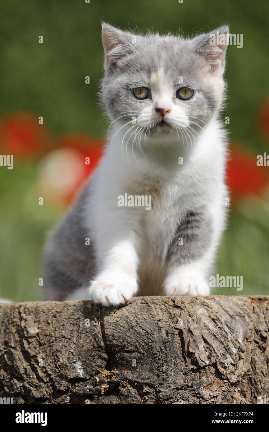 sitting British Shorthair Kitten Stock Photo