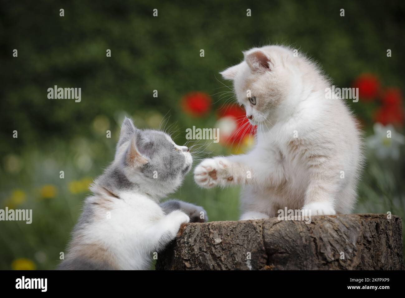 2 British Shorthair Kitten Stock Photo