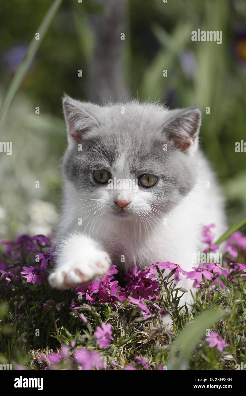 walking British Shorthair Kitten Stock Photo