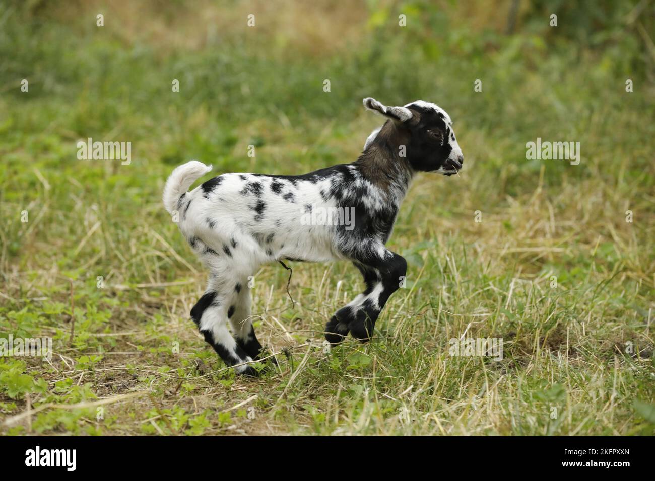 little goat Stock Photo