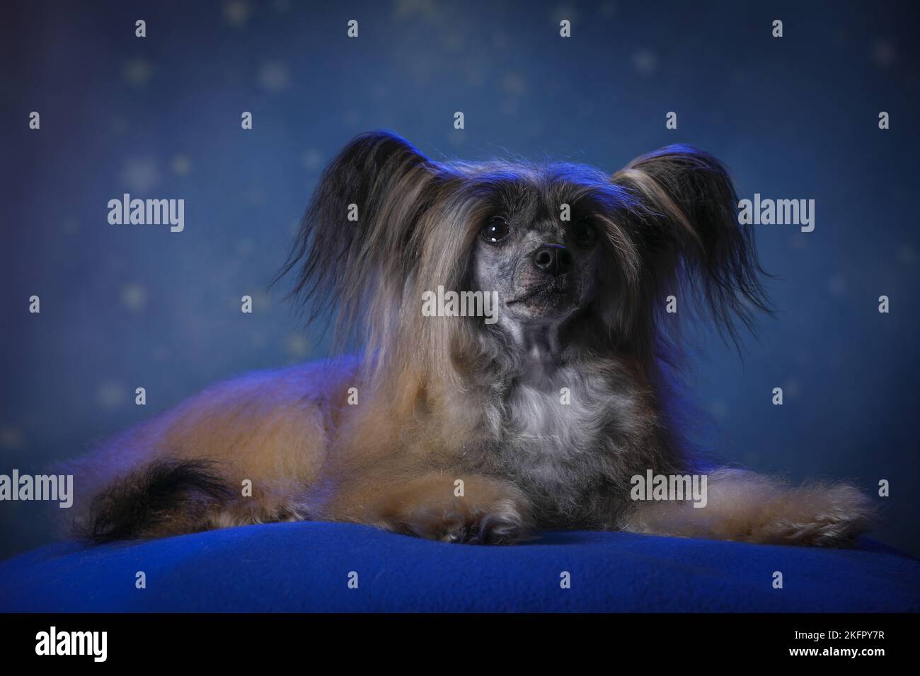 lying Chinese Crested Powderpuff Stock Photo