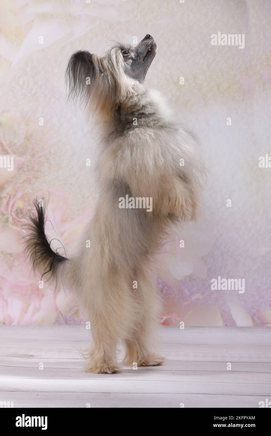 begging Chinese Crested Powderpuff Stock Photo Alamy