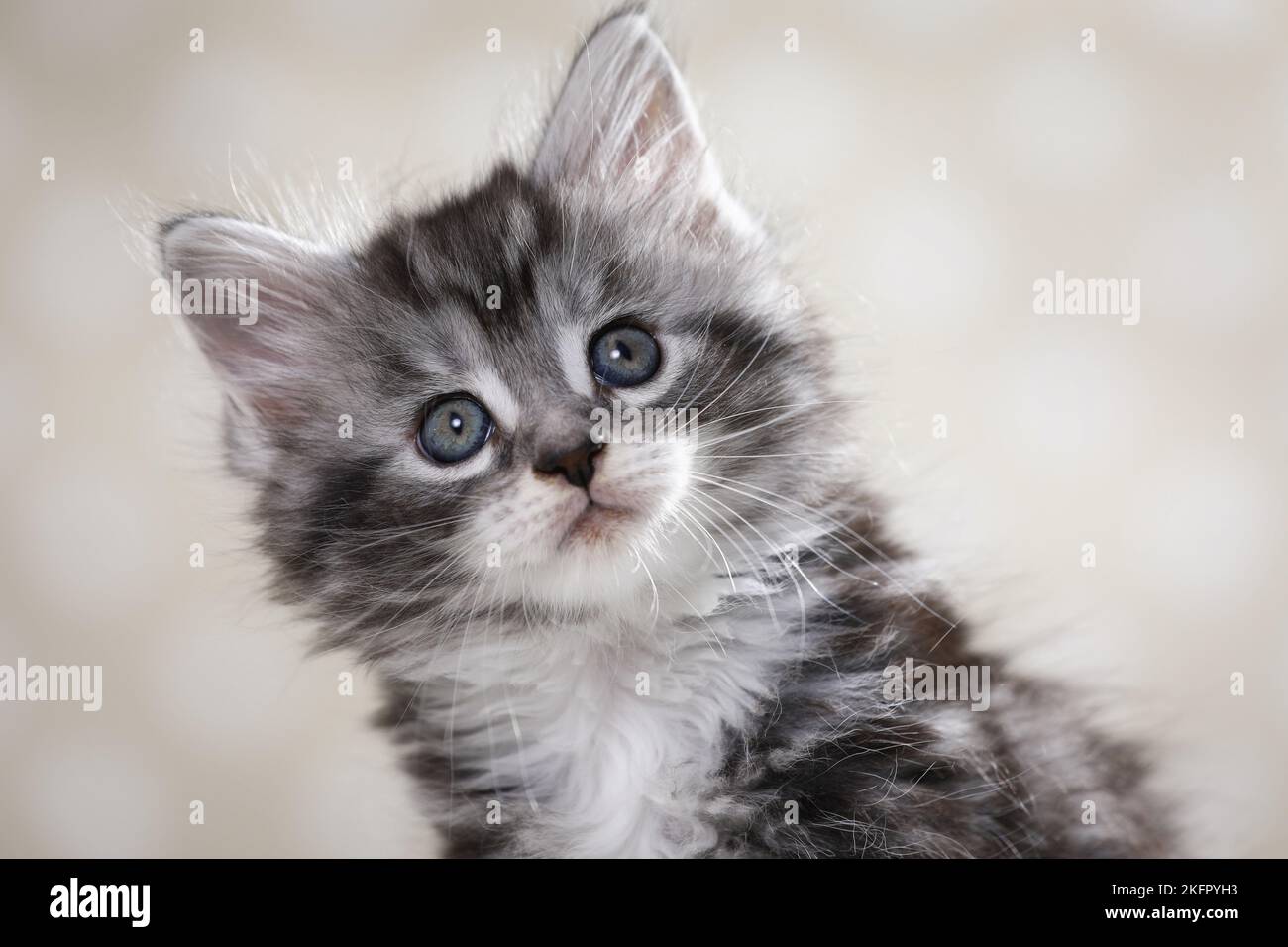 Maine Coon Kitten Portrait Stock Photo - Alamy