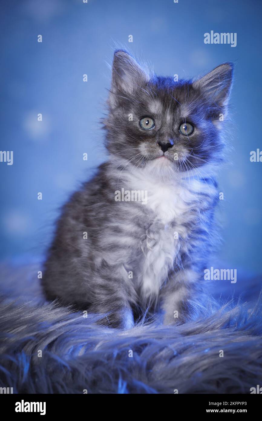 sitting Maine Coon Kitten Stock Photo