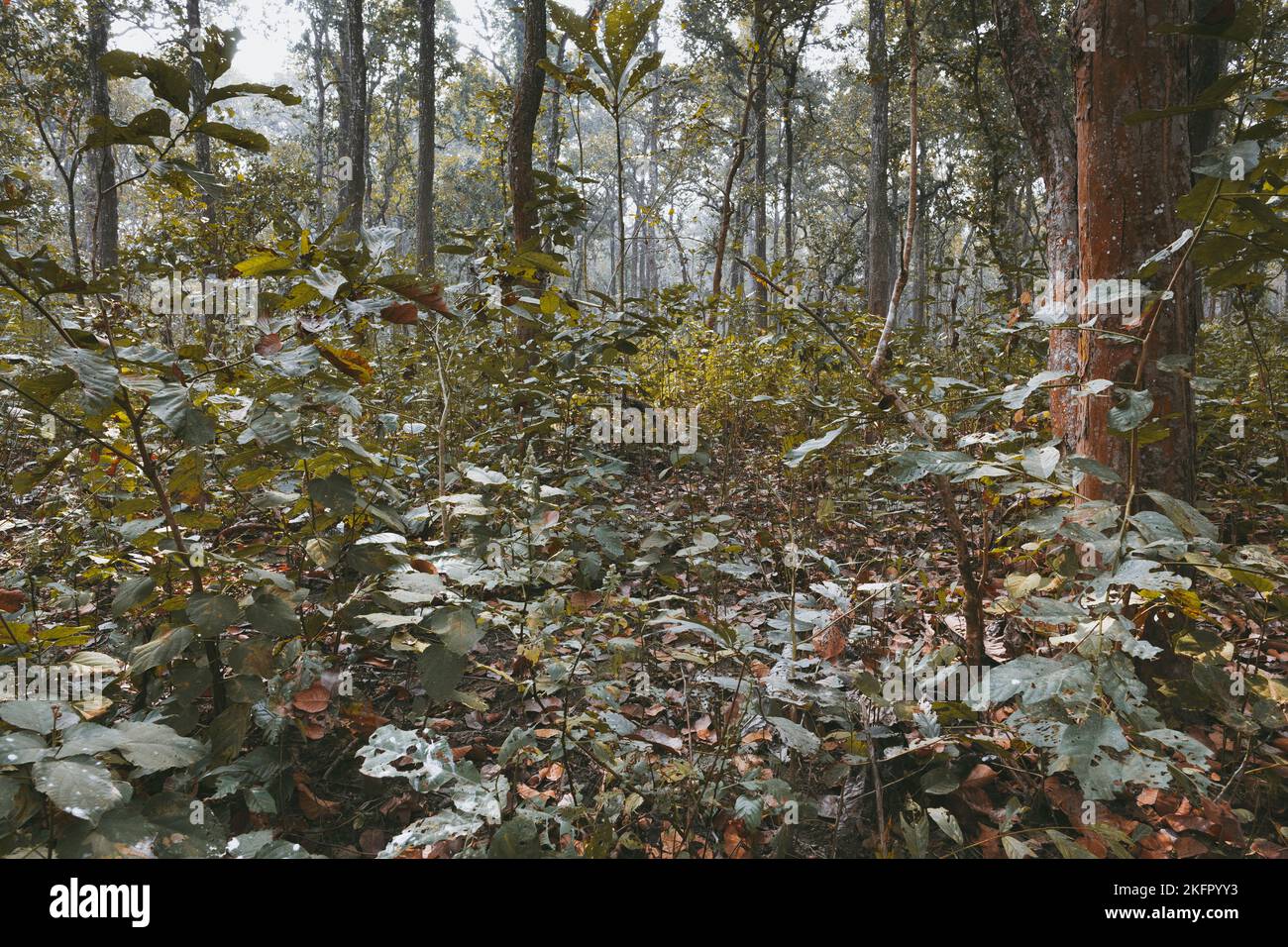 Sal tree (Shorea robusta) forest. This is the typical vegetation of the Inner Terai. Chitwan National Park. Nepal. Stock Photo