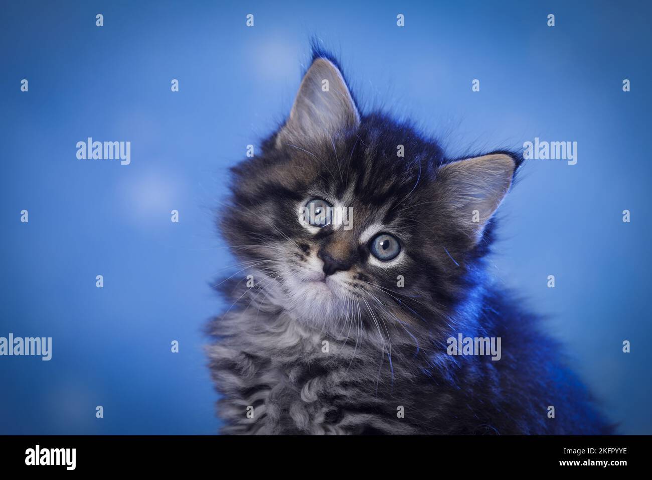 Maine Coon Kitten Portrait Stock Photo - Alamy