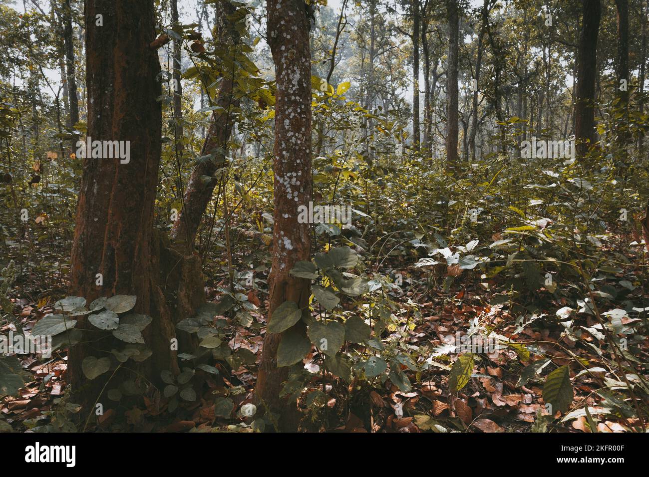 Sal tree (Shorea robusta) forest. This is the typical vegetation of the Inner Terai. Chitwan National Park. Nepal. Stock Photo