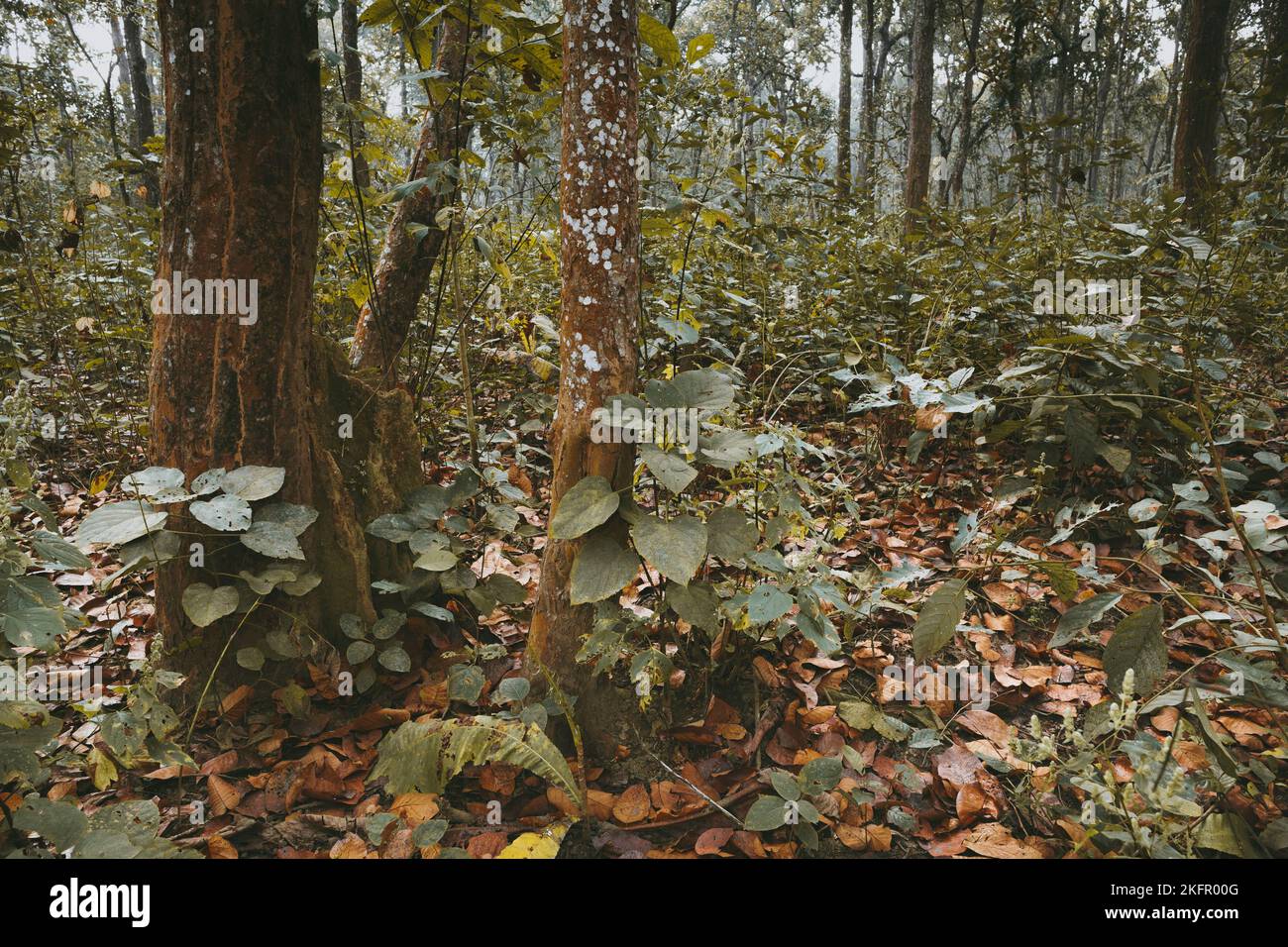 Sal tree (Shorea robusta) forest. This is the typical vegetation of the Inner Terai. Chitwan National Park. Nepal. Stock Photo