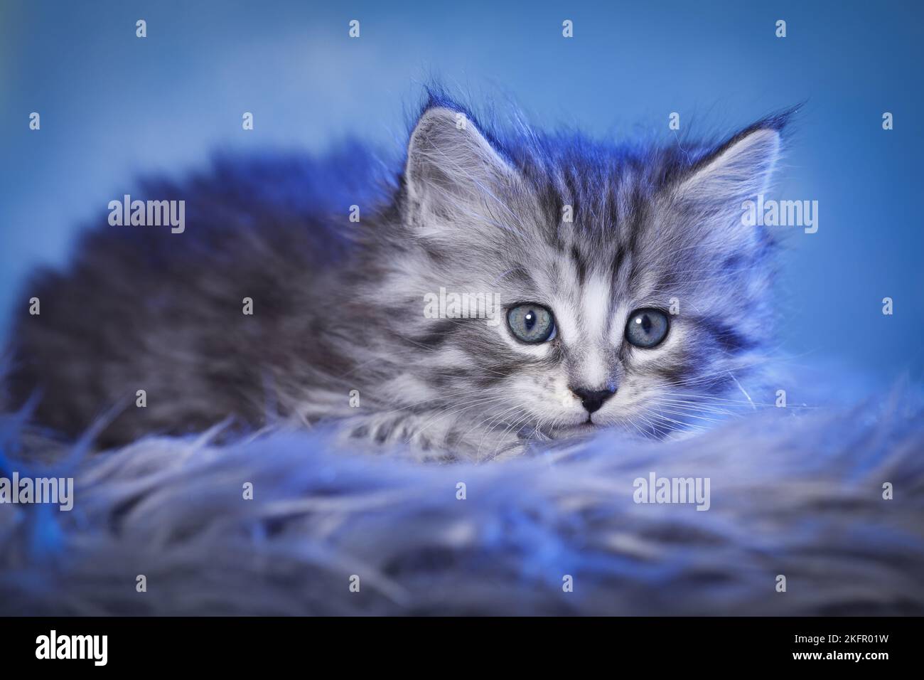 Maine Coon Kitten Stock Photo