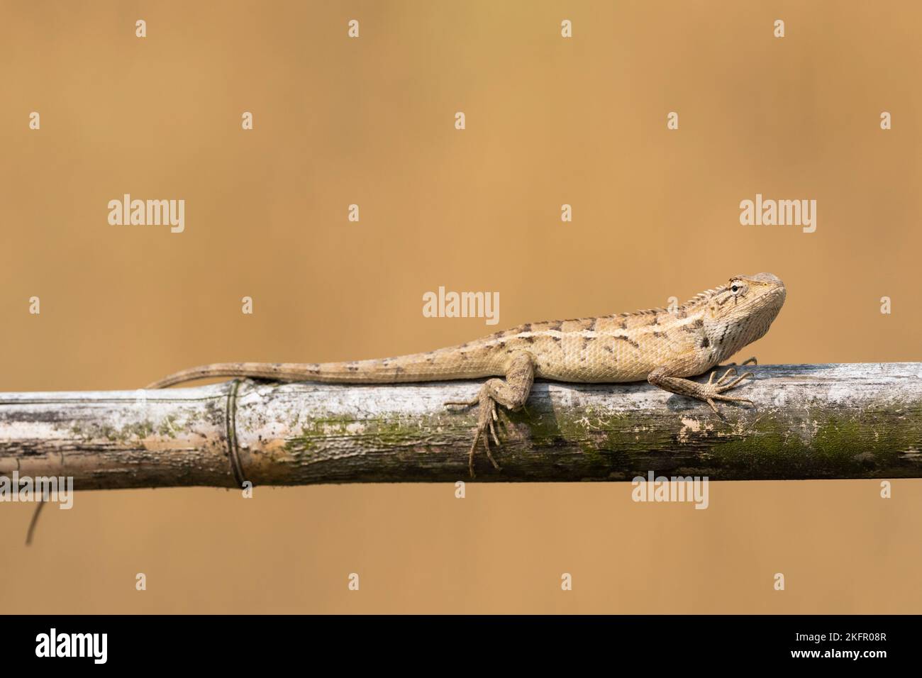 Changeable Lizard (Calotes versicolor) female perched on bamboo fence. Nepal. Stock Photo
