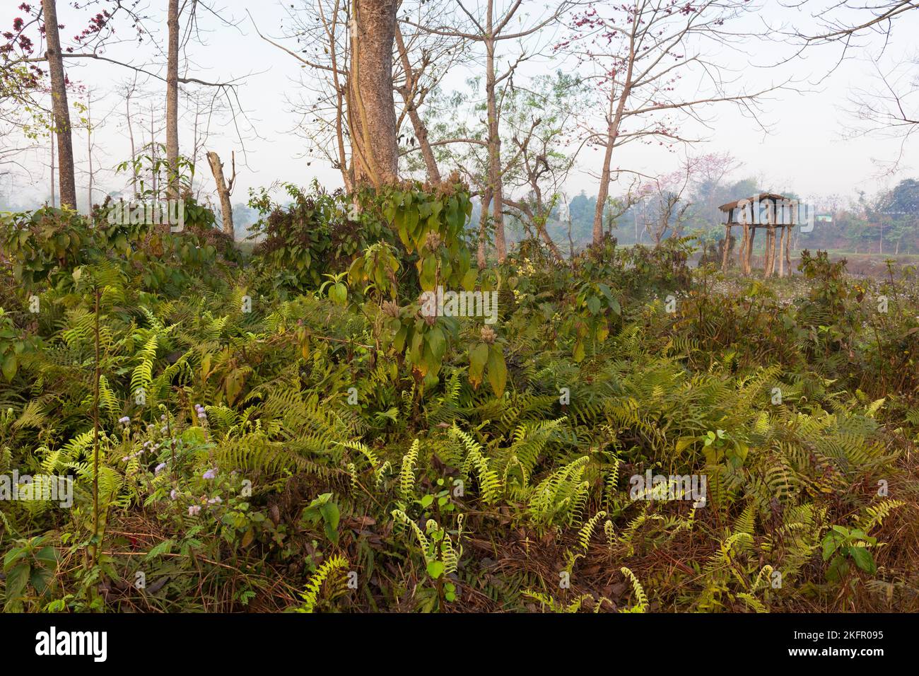 Rural landscape in the Terai ecoregion. Nepal. Stock Photo