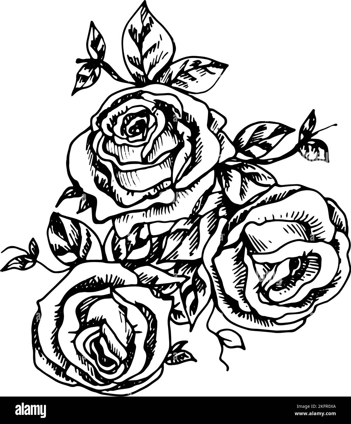 The three beautiful roses painted with love a black gel pen on white
