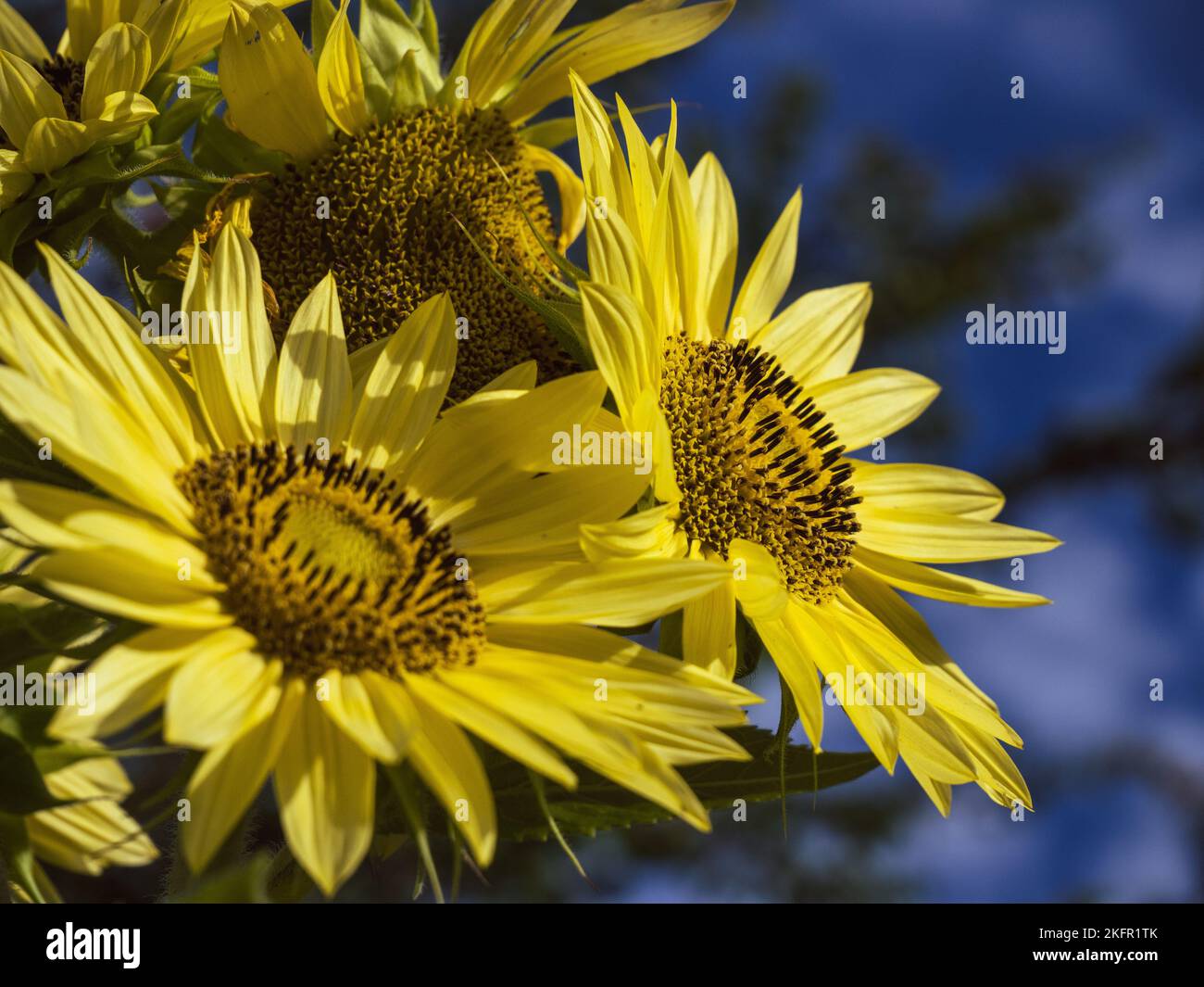 A close-up shot of a yellow sunflower with blurry sky on the background ...