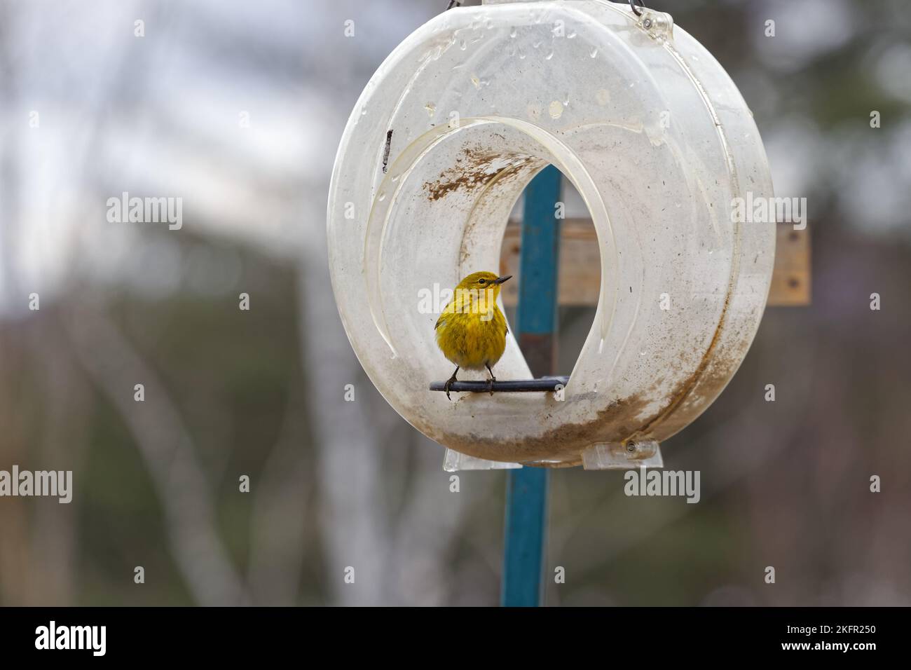 Yellow Warbler at an empty plastic bird feeder. Quebec,Canada Stock Photo