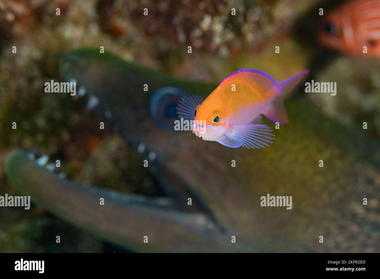 bicolor anthias, Pseudanthias bicolor, with undulated moray eel, Gymnothorax undulatus, in background, Ho'okena, South Kona, Hawaii (the Big Island), Stock Photo