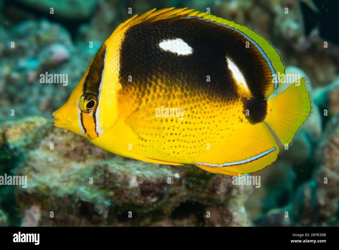 fourspot butterflyfish or lauhau, Chaetodon quadrimaculatus, Makako Bay, Keahole, Kona, Hawaii, U.S.A. ( Central Pacific Ocean ) Stock Photo