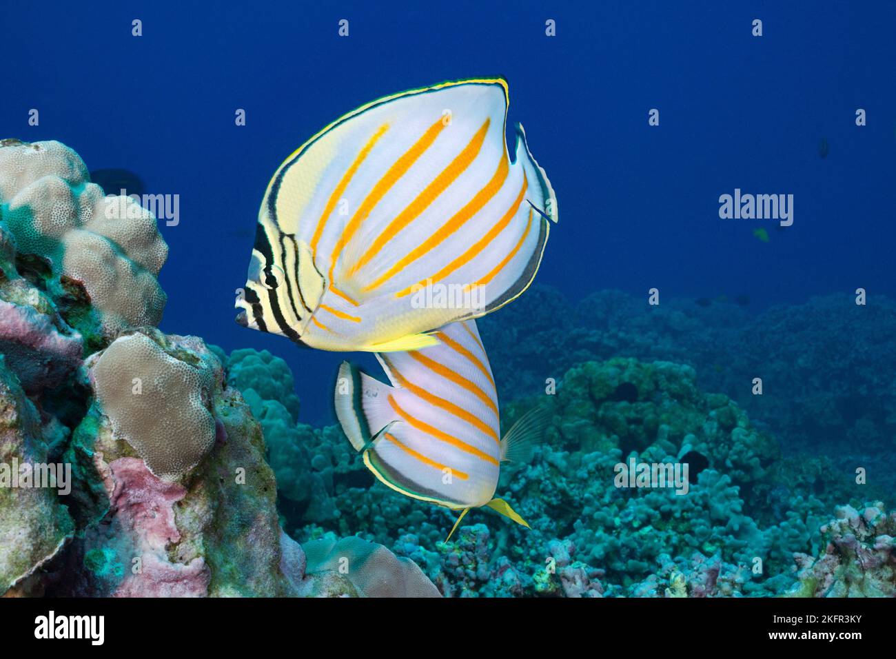 ornate butterflyfish or kikakapu, Chaetodon ornatissimus, Puako, South Kohala, Kona Coast, Hawaii ( the Big Island ), USA ( Central Pacific Ocean ) Stock Photo