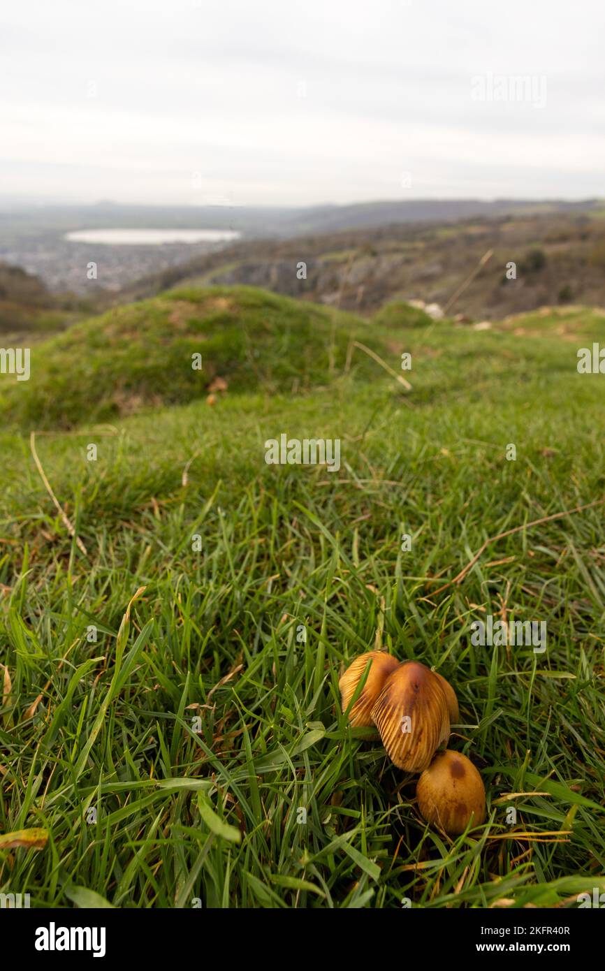 November 2022 - Little brown mushrooms in the grass of the Mendip   hills above the village of Cheddar, Somerset, England, UK. Stock Photo