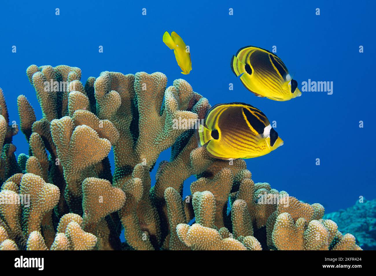 racoon butterflyfish, racoon coralfish, or raccoon butterflyfish, Chaetodon lunula, swimming over antler coral, Pocillopora grandis,  Kona, Hawaii, US Stock Photo