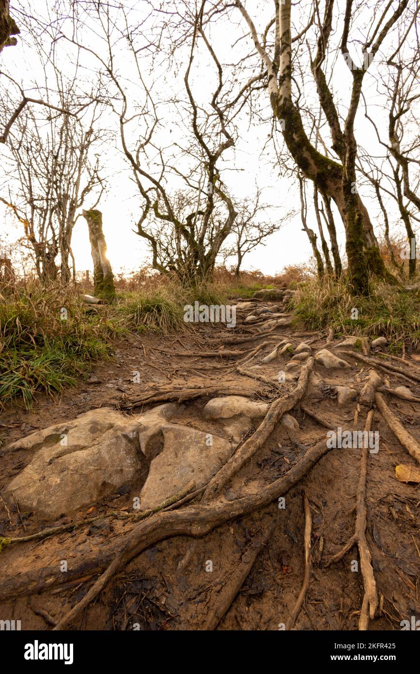 November 2022 - Paths and trails in the hills above the gorge in Cheddar, Somerset, England, UK. Stock Photo