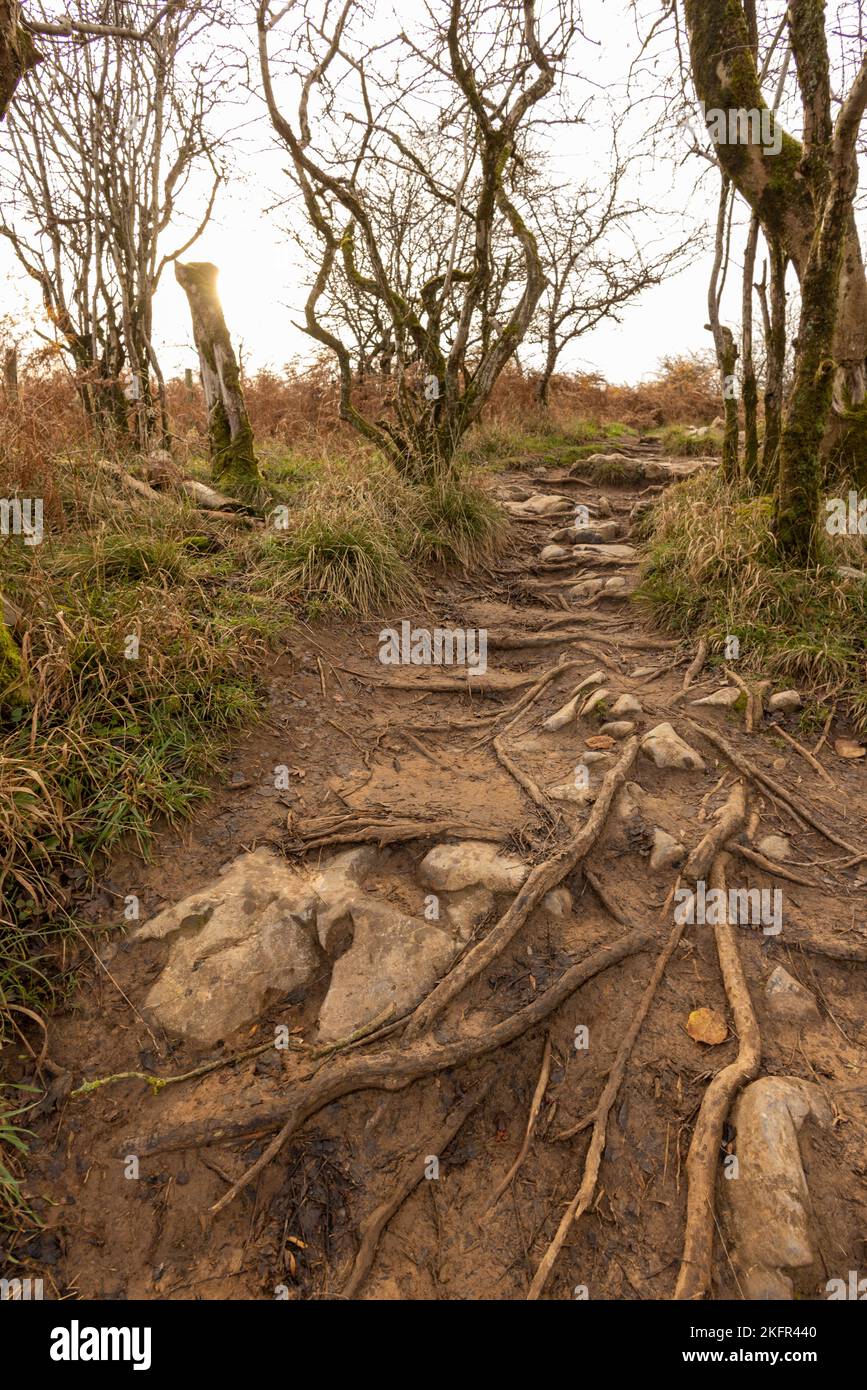 November 2022 - Paths and trails in the hills above the gorge in Cheddar, Somerset, England, UK. Stock Photo
