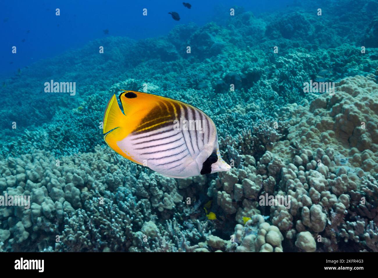 threadfin butterflyfish or kikakapu, Chaetodon auriga,  Honokoahu, Kona, Hawaii ( Big Island ), Hawaiian Islands, USA ( Central Pacific Ocean ) Stock Photo