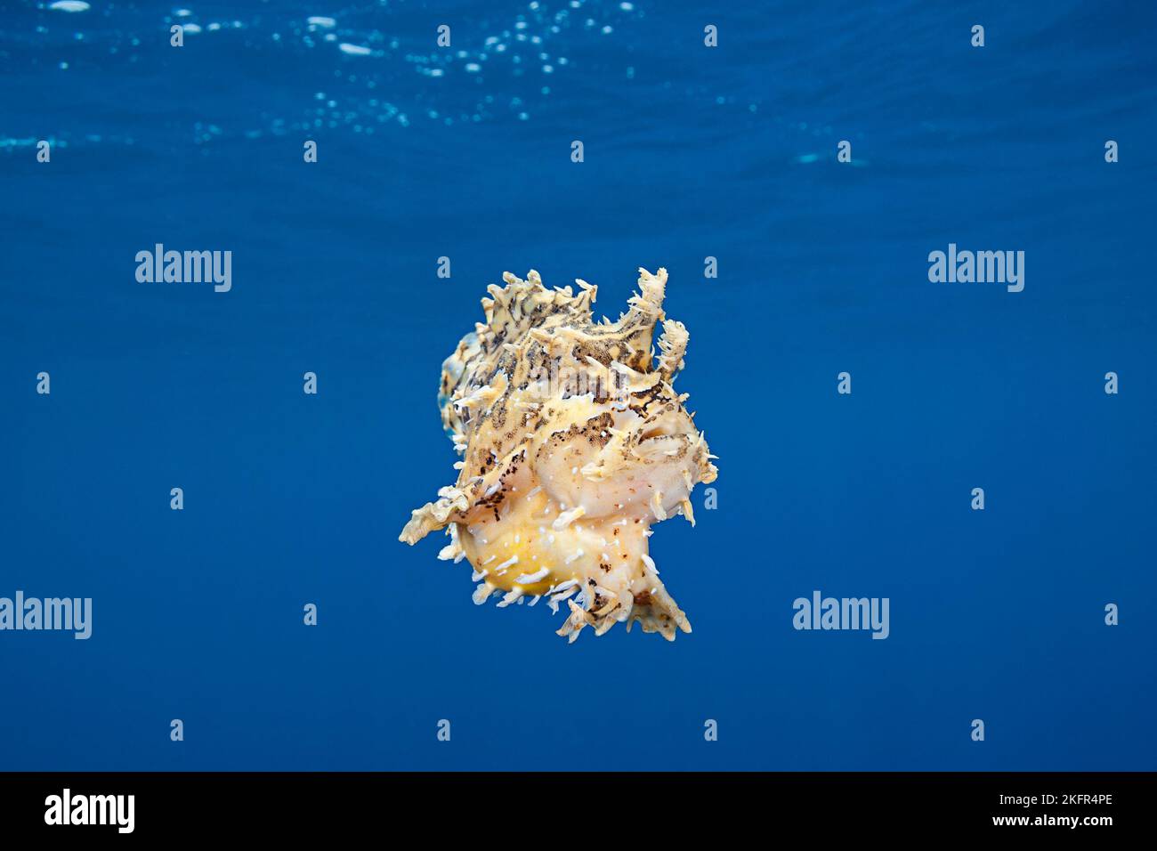sargassum frogfish or sargassumfish, Histrio histrio, swimming in open ocean after abandoning a piece of drifting rope, Kona Coast, Big Island, Hawaii Stock Photo