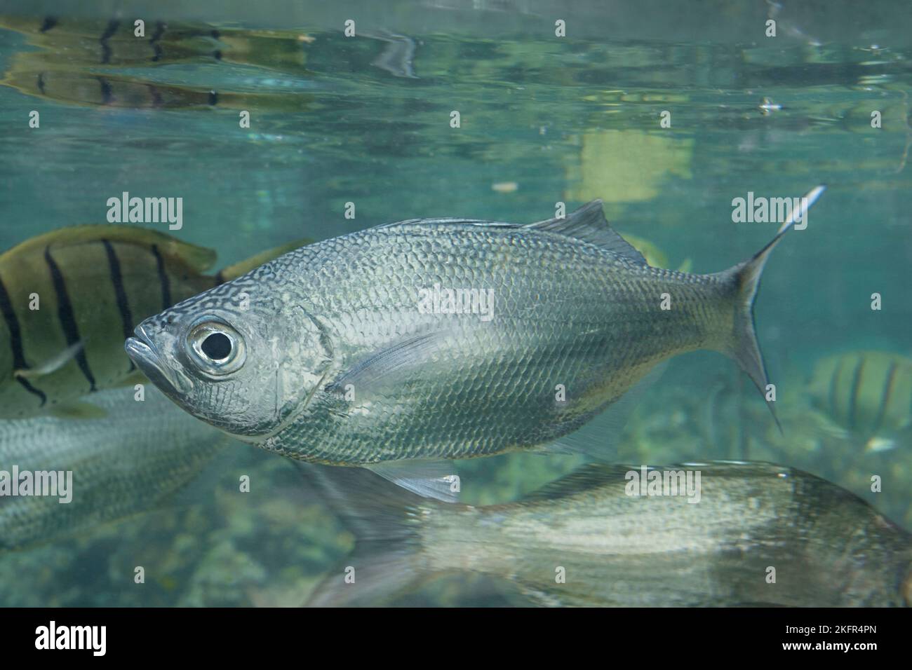 A.H.P.L AHPL MOKUHEN real fish｜ルアー・フライ
