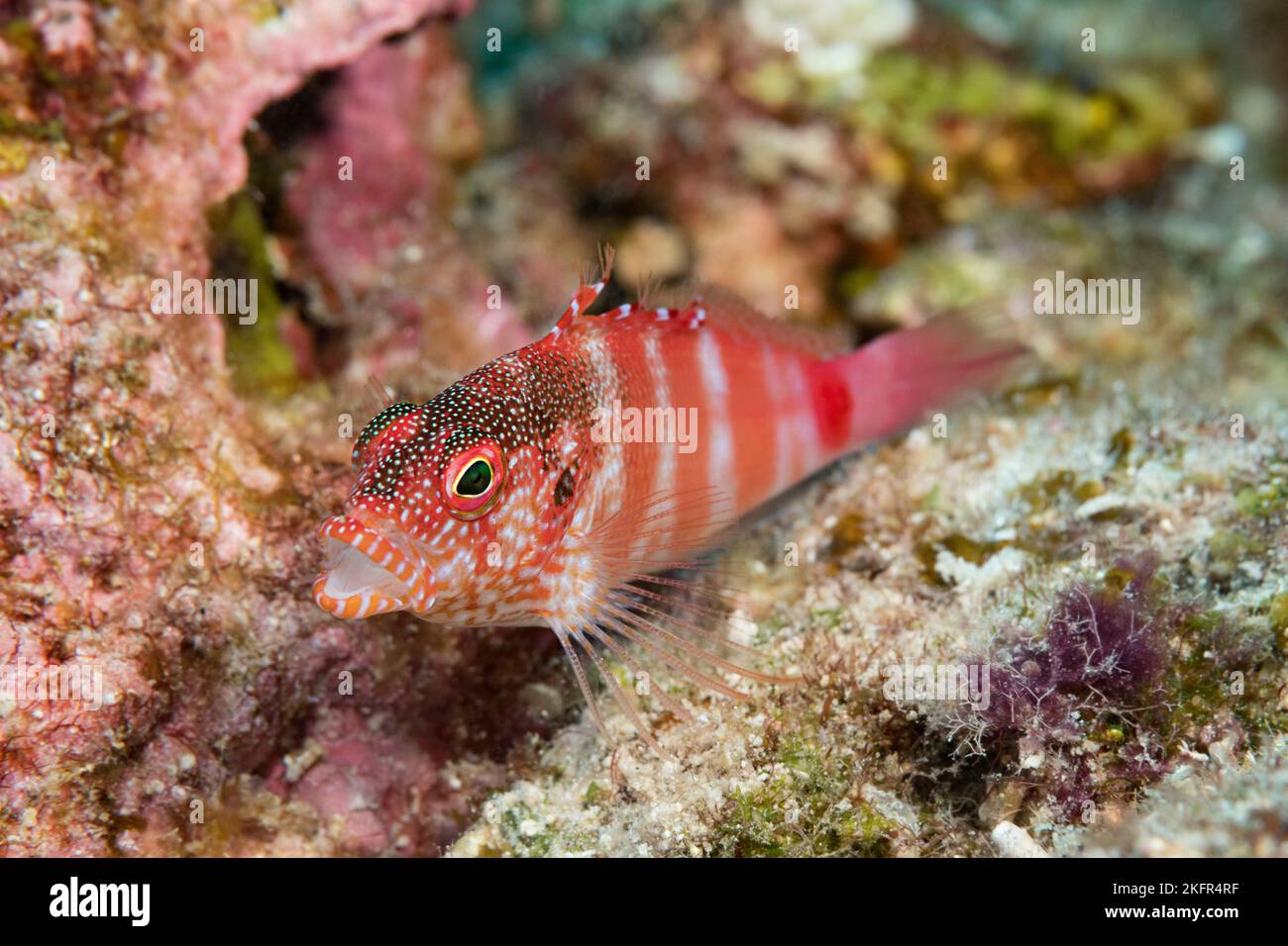 redbarred hawkfish or pilikoa, Cirrhitops fasciatus ( endemic species ), Hoover's Reef, Makako Bay, Keahole, North Kona, Hawaii Island, USA Stock Photo