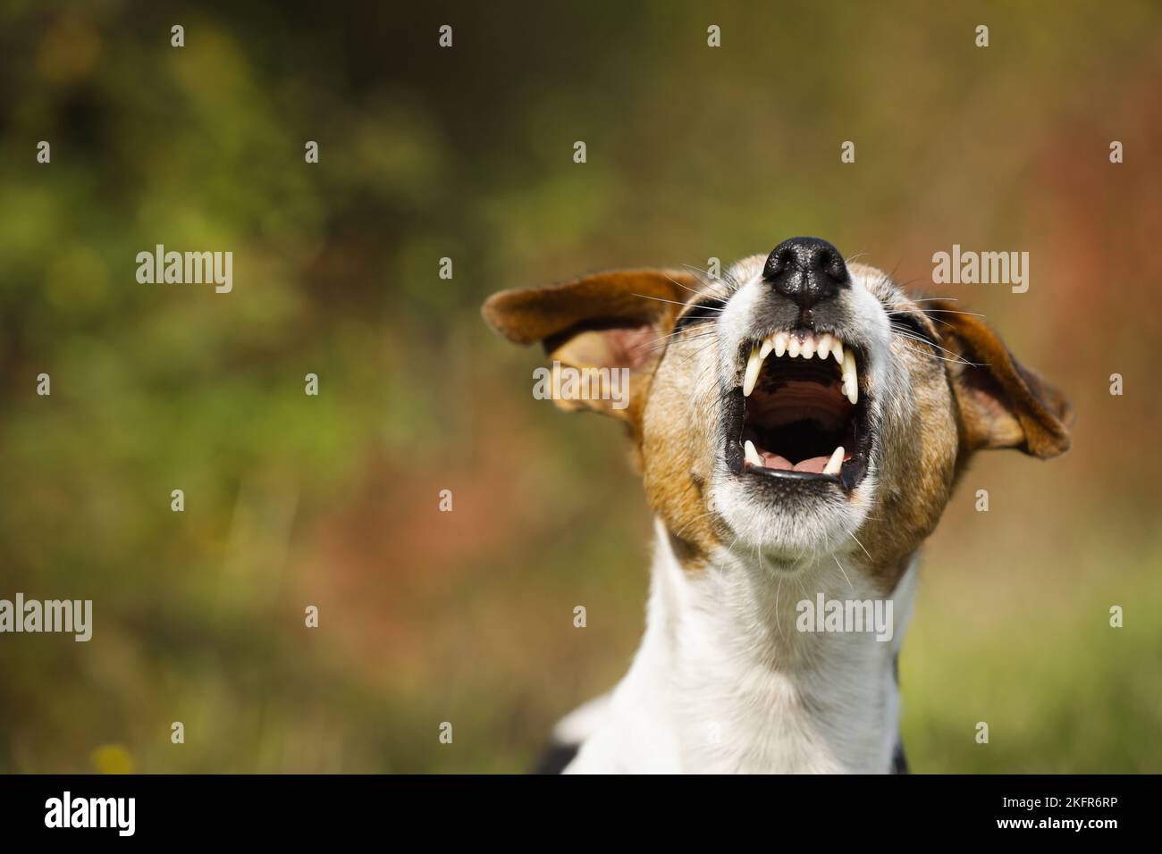 Angry little dog barks portrait hi-res stock photography and images - Alamy