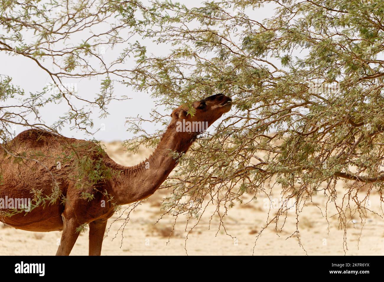 Camel in the desert eating leaves from the tree. Wild animals in their