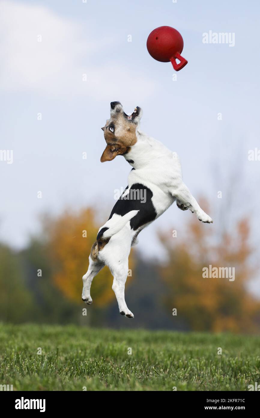jumping Jack Russell Terrier Stock Photo Alamy