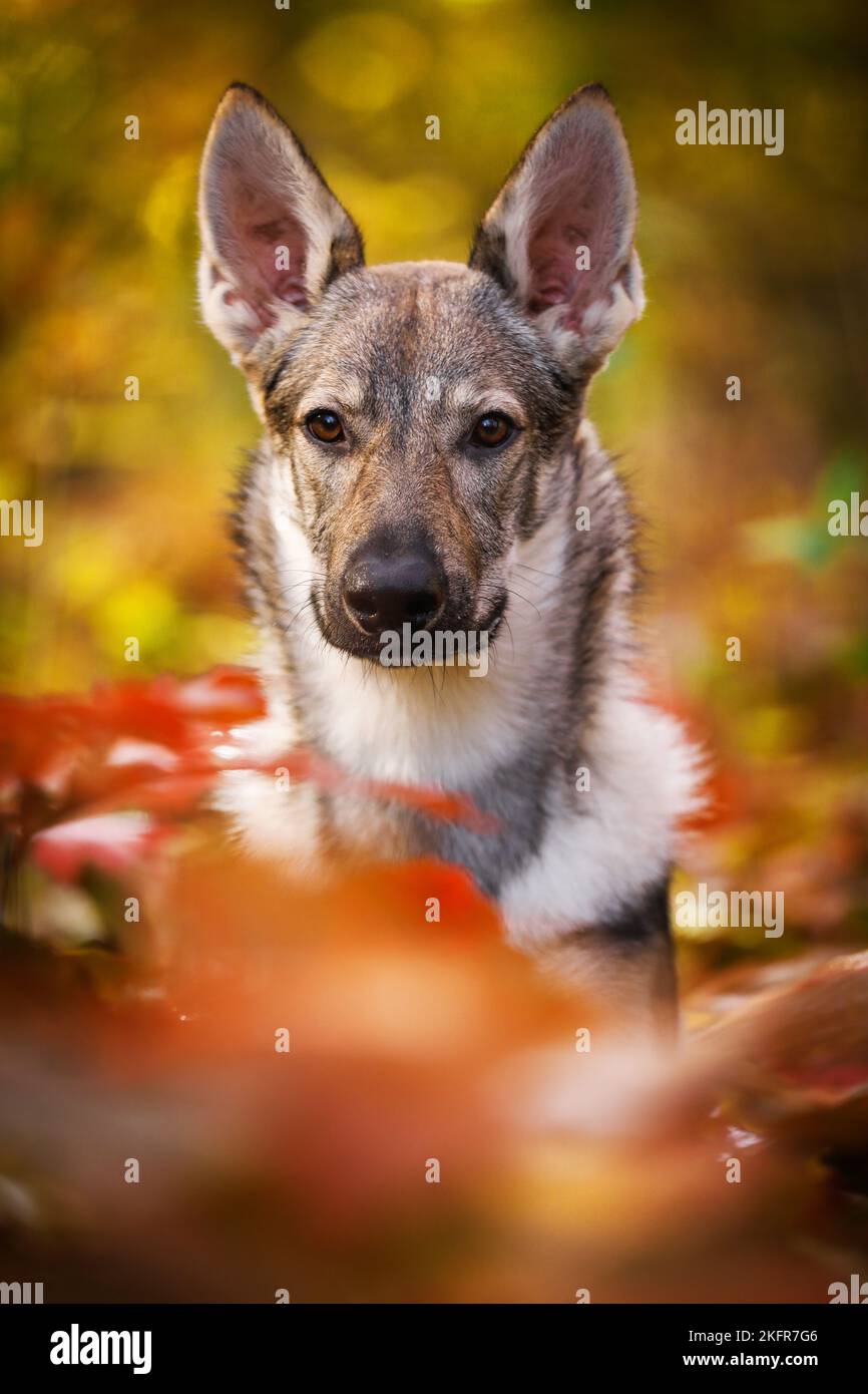 Czechoslovakian Wolf dog Portrait Stock Photo