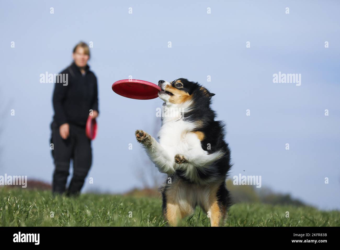 Australian Shepherd plays frisbee Stock Photo
