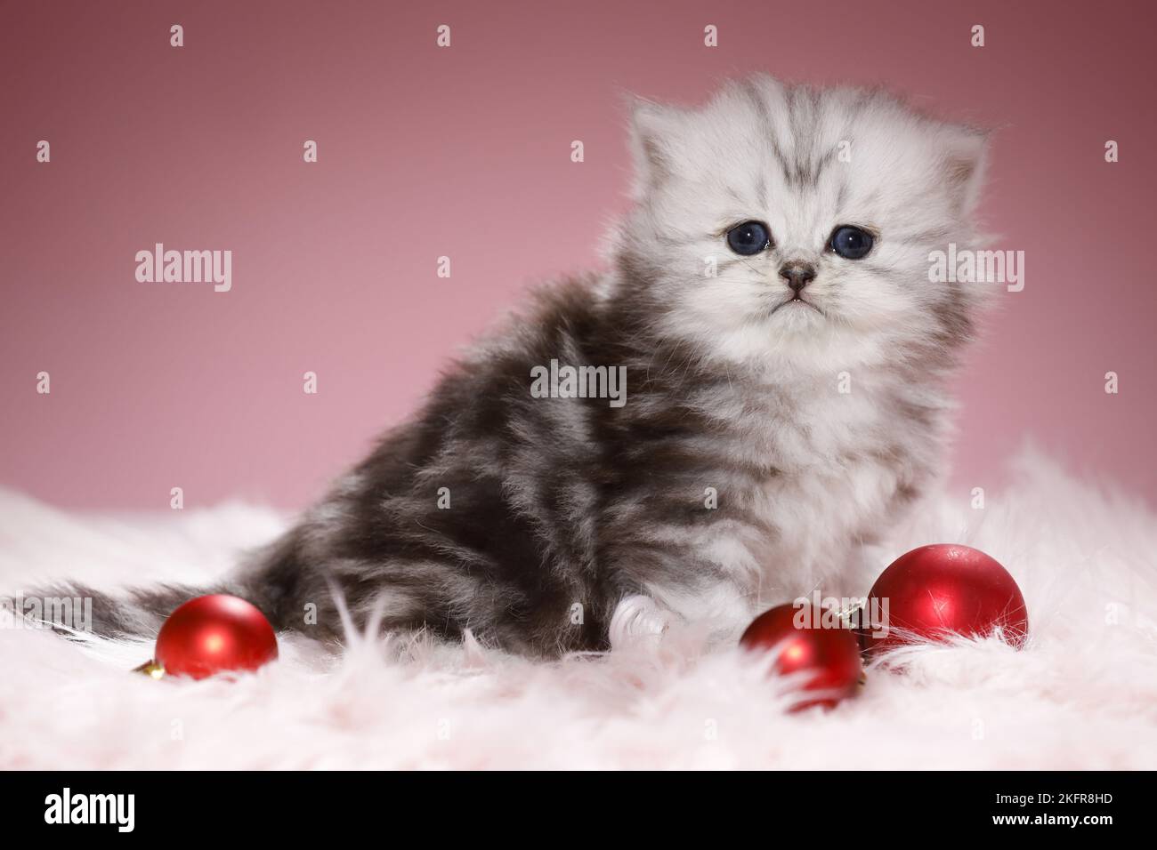 Highlander Kitten with Christmas tree balls Stock Photo