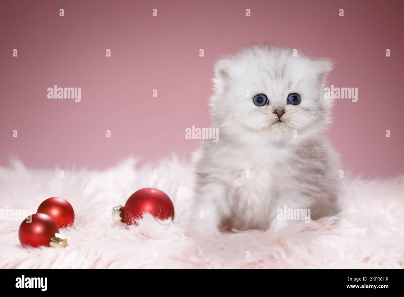 Highlander Kitten with Christmas tree balls Stock Photo