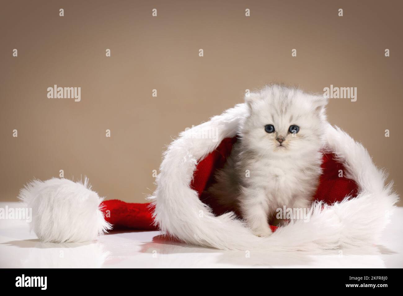 Highlander kitten with santa hat Stock Photo