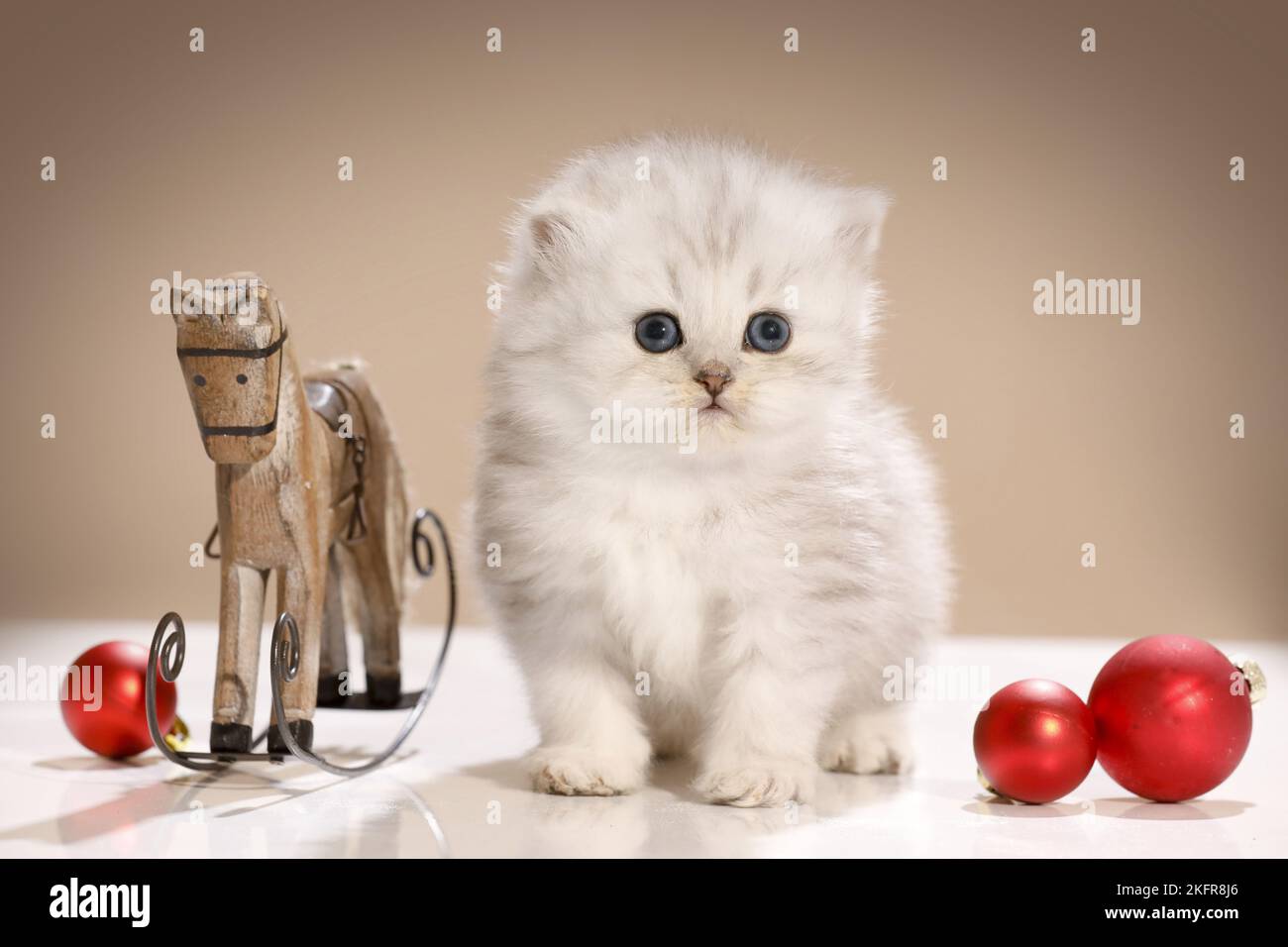 Highlander Kitten with Christmas tree balls Stock Photo