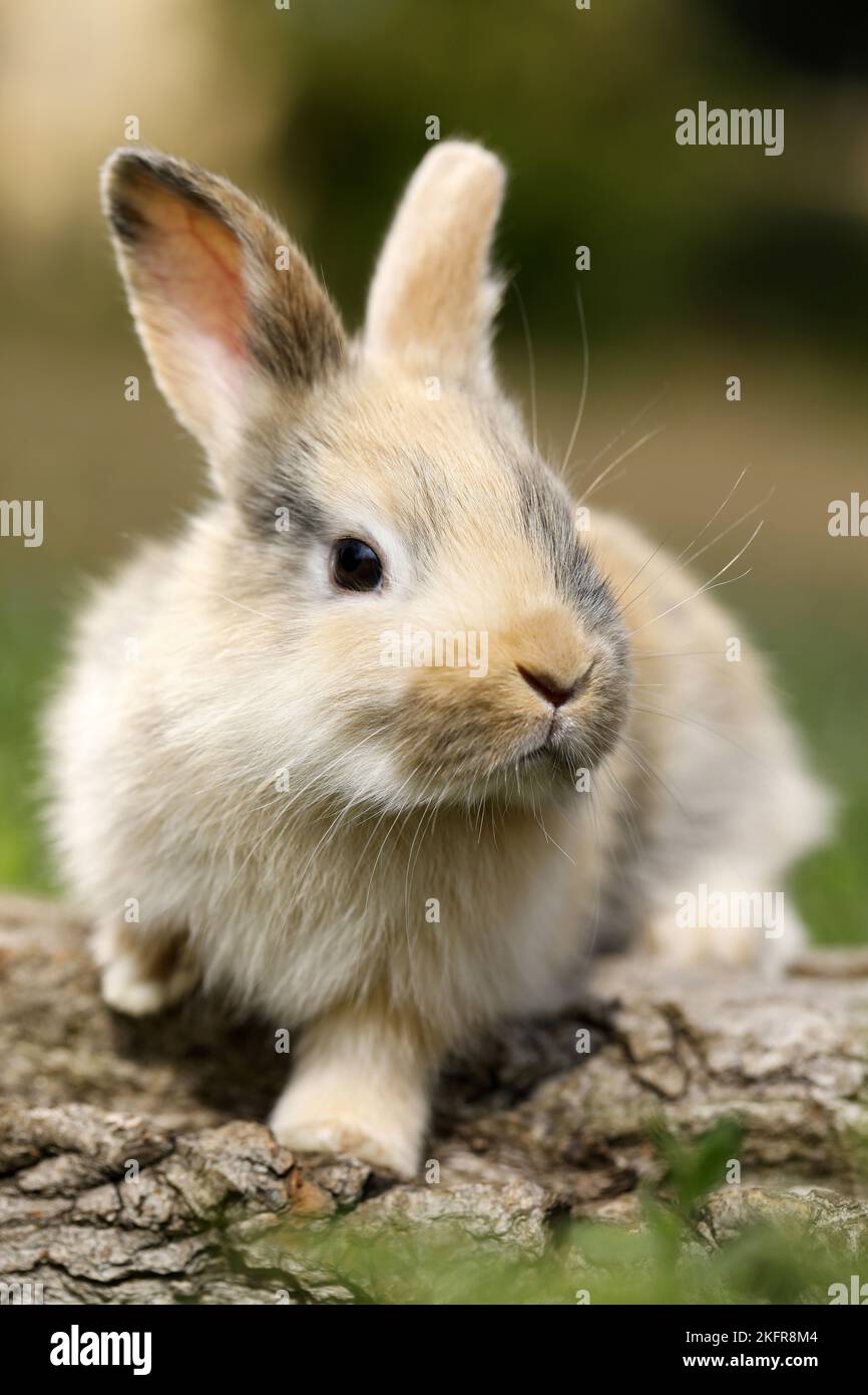Rabbit tree trunk hi-res stock photography and images - Alamy