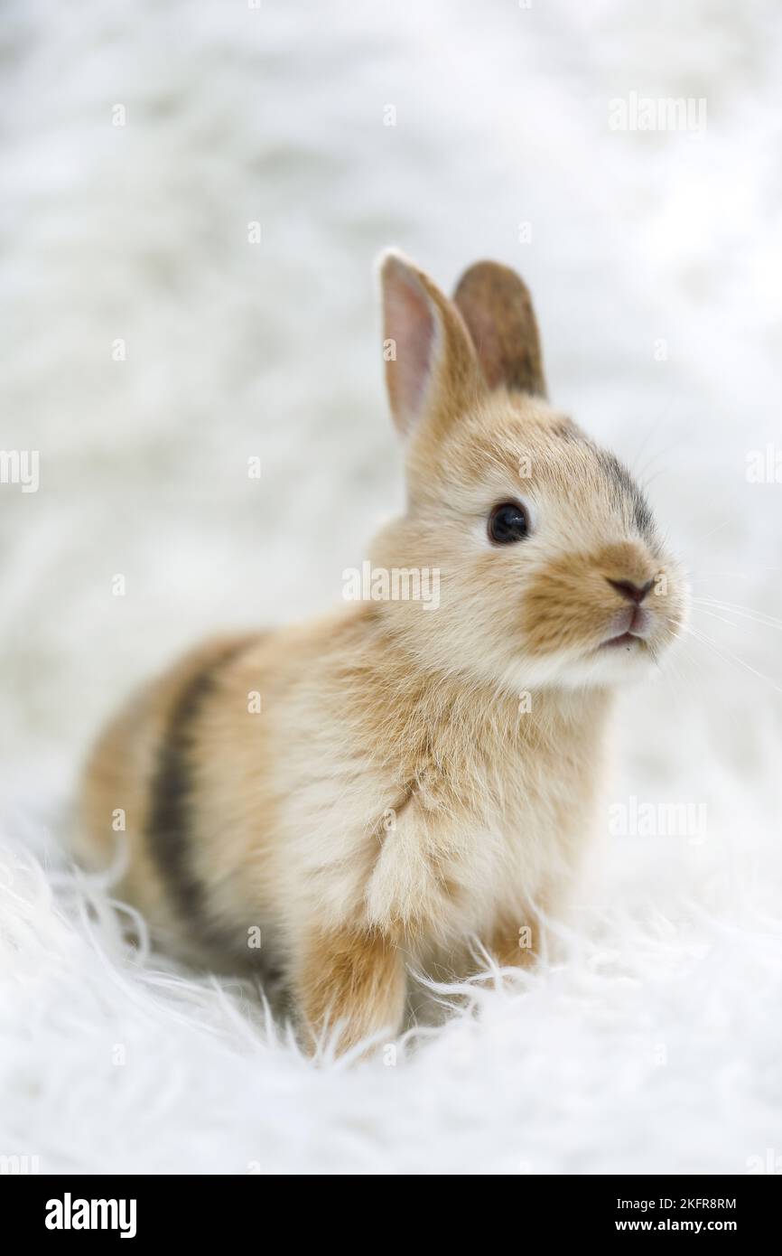 Cute rabbit coloured studio hi-res stock photography and images - Alamy