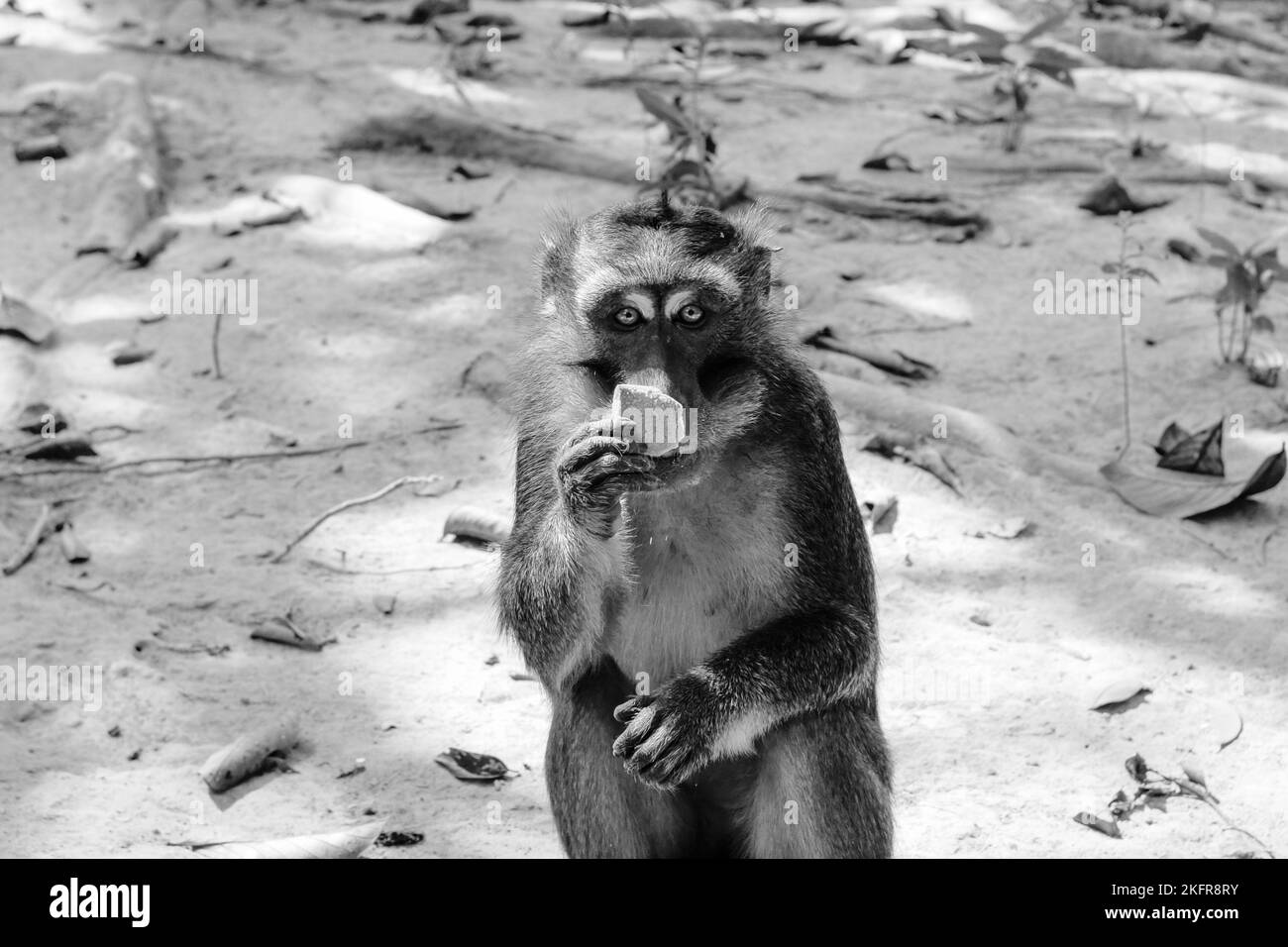 A grayscale of a hungry monkey eating Stock Photo - Alamy