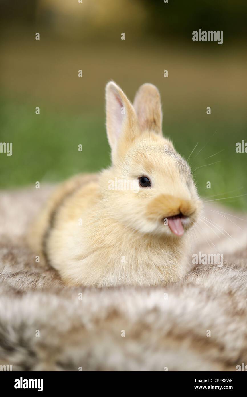 rabbit stick out tongue Stock Photo Alamy