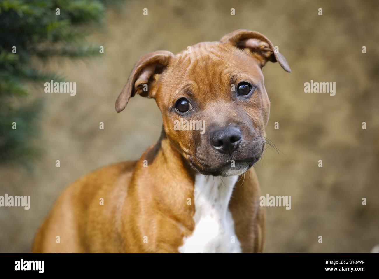 Staffordshire Bull Terrier Portrait Stock Photo
