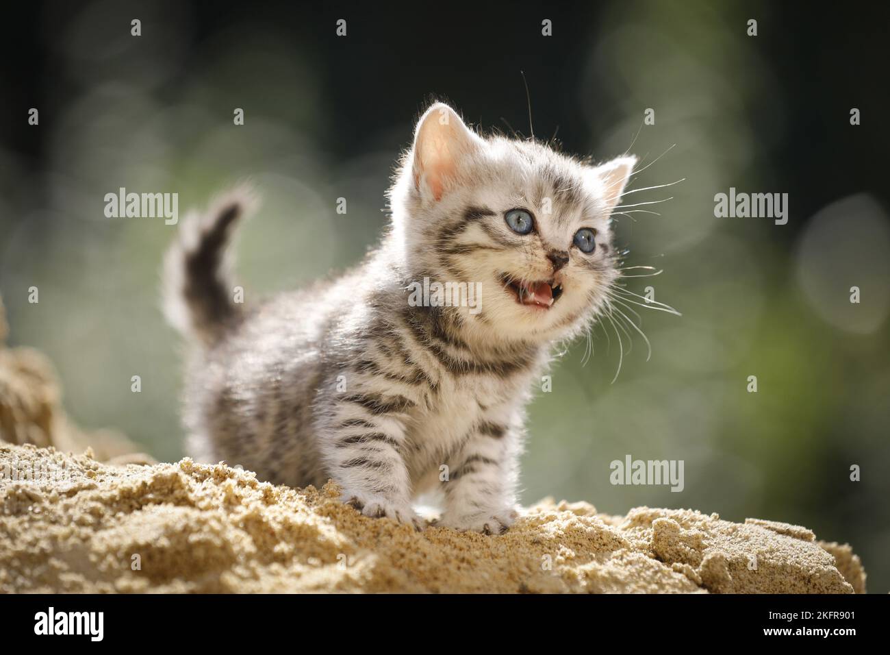 meowing british shorthair kitten Stock Photo Alamy