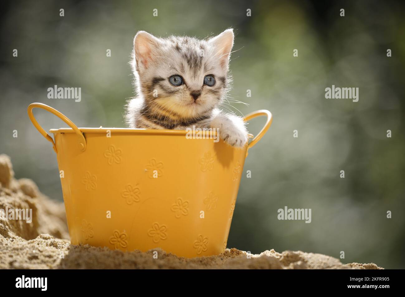 British shorthair kitten in bucket Stock Photo