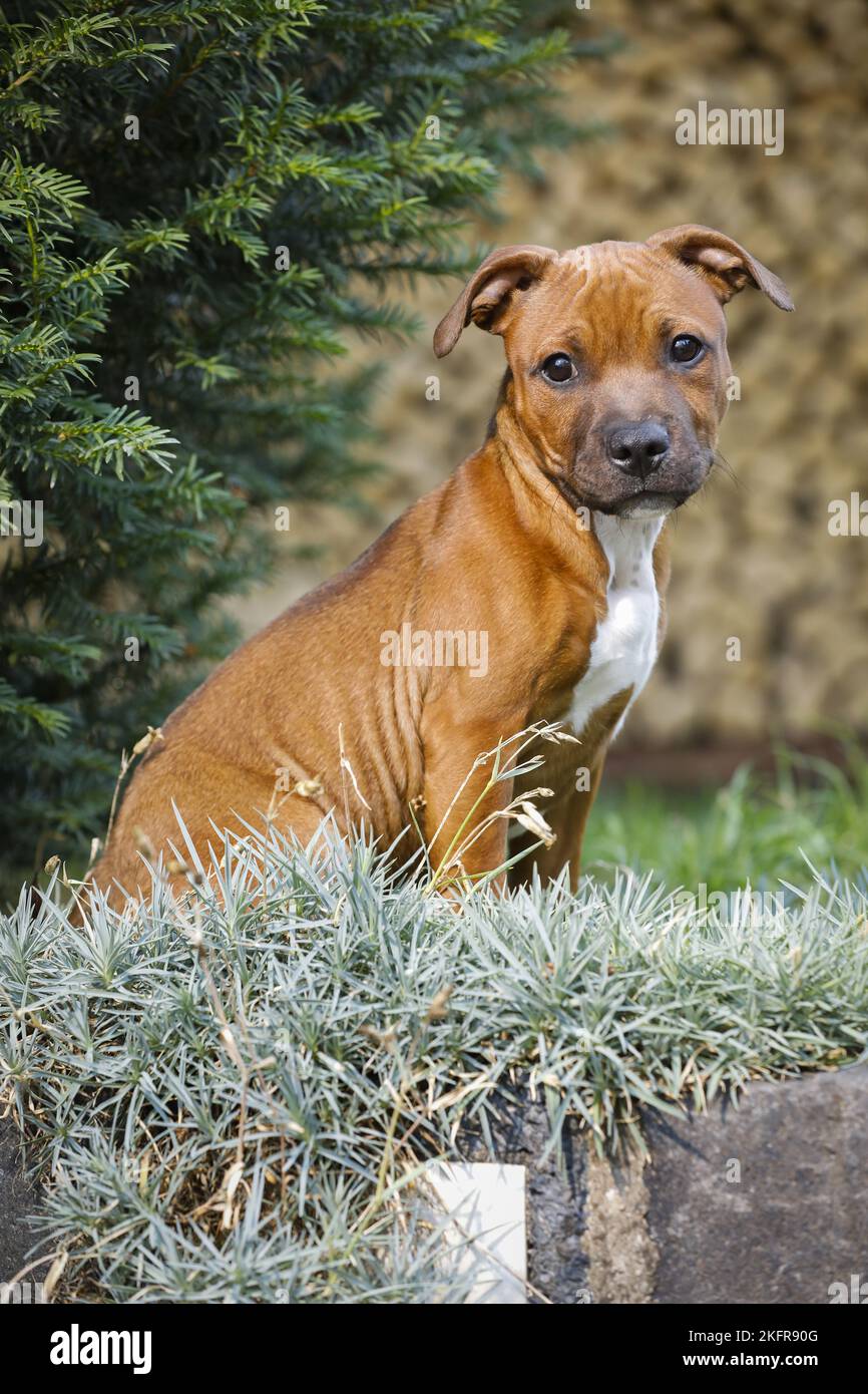 sitting Staffordshire Bull Terrier Stock Photo