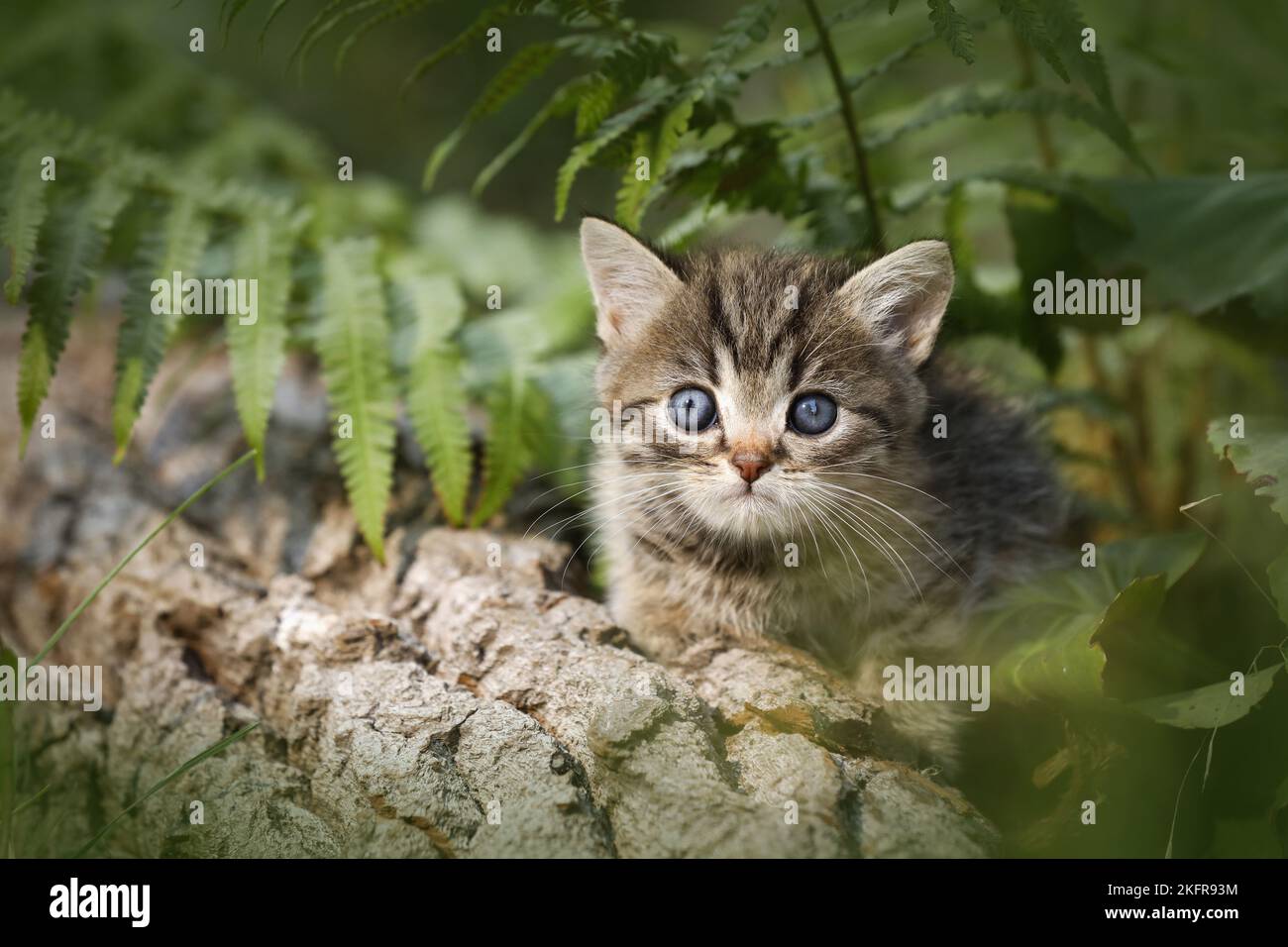 British shorthair kitten between fern Stock Photo
